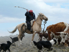 Weltweite Studienreisen, Reisen mit Studienreisencharakter - Chile, Argentinien: Gaucho bei der Arbeit